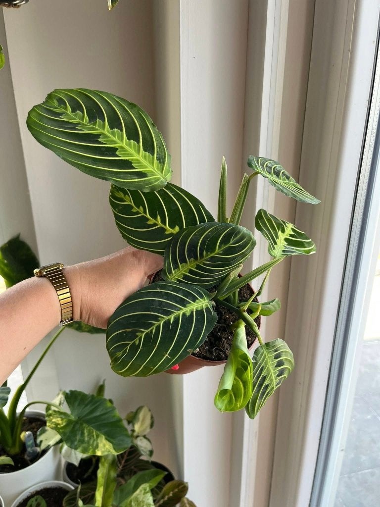 Maranta Lemon Lime, Ophalen of Verzenden, Halfschaduw, Minder dan 100 cm