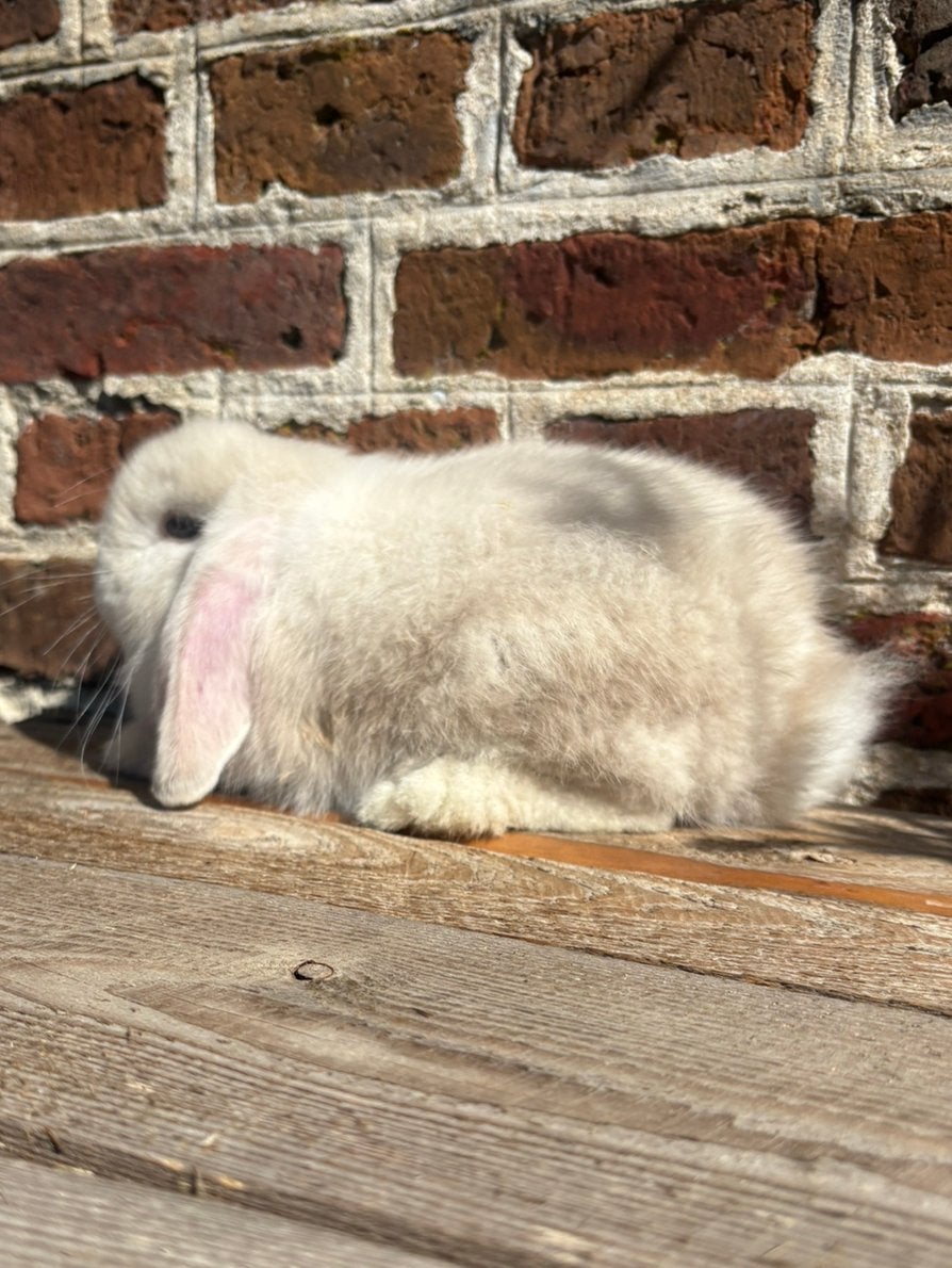 Minilop konijntjes 🤍, Dieren en Toebehoren, Konijnen, Mannelijk, Dwerg, Hangoor, 0 tot 2 jaar