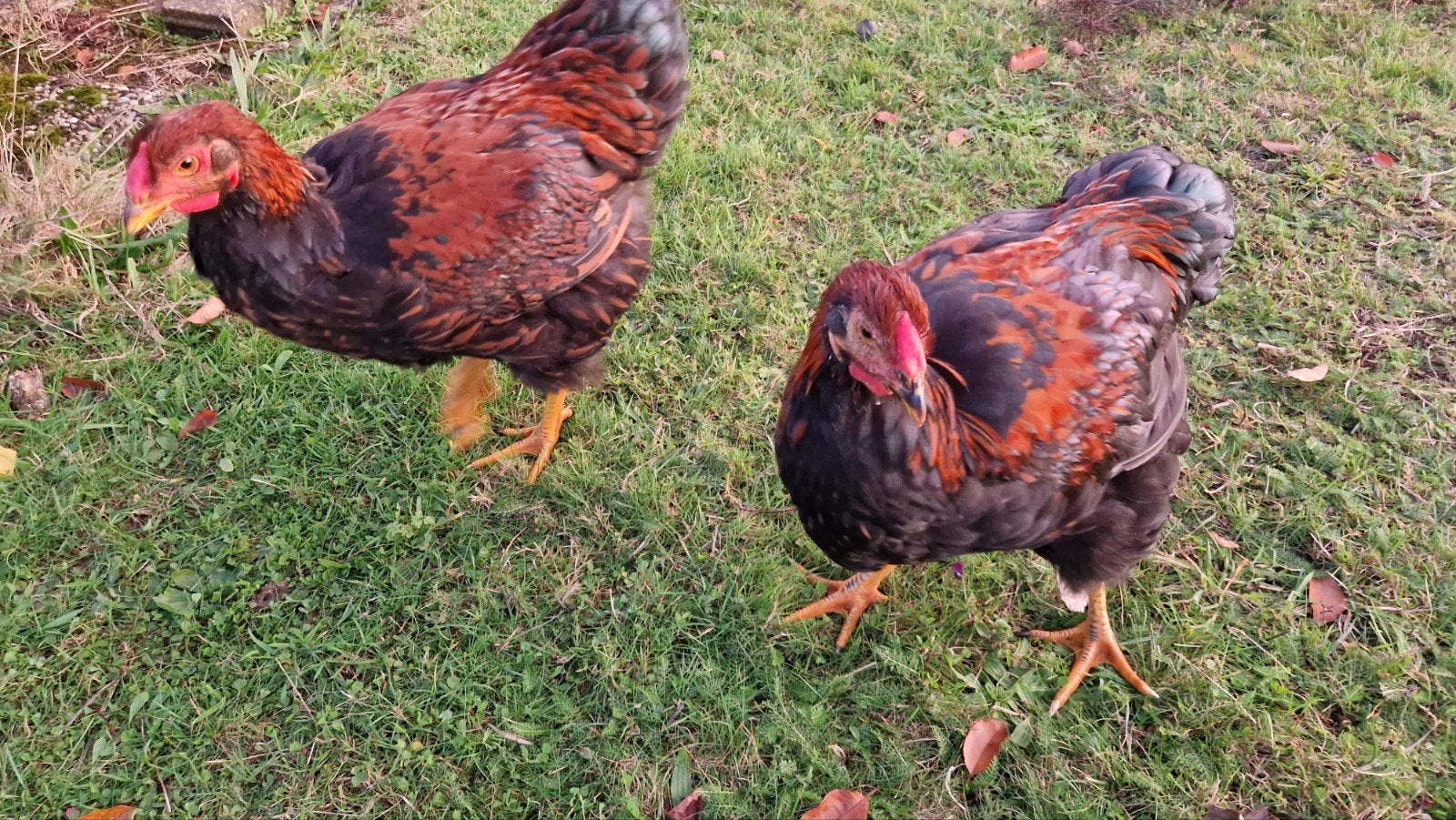 Jonge Wyandotte hanen, groot, Dieren en Toebehoren, Mannelijk, Kip