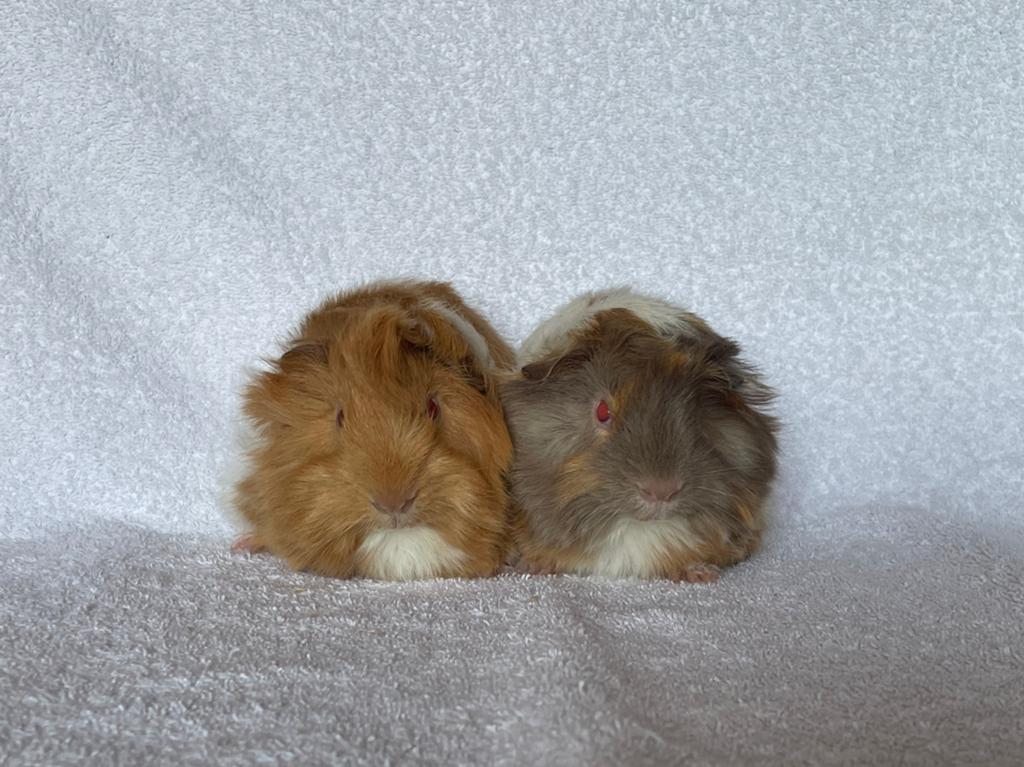 Twee lieve en mooie cavia broertjes, Dieren en Toebehoren, April, Mannelijk, Cavia