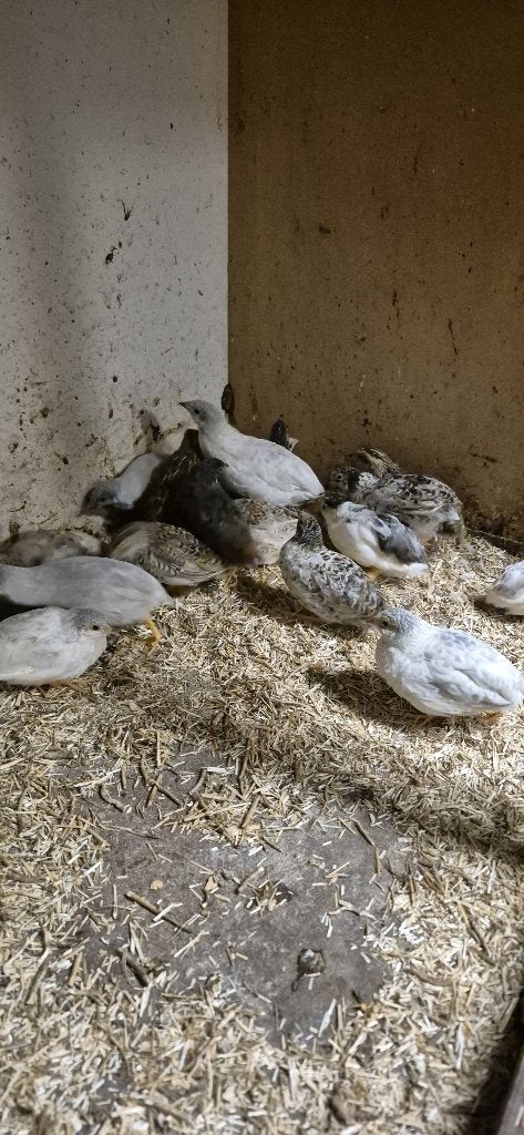 Chinese dwergkwartels, Meerdere dieren, Overige soorten
