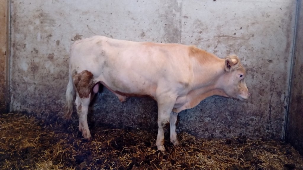 tekoop Witte Dekstier en 100% HF Dekstier, Dieren en Toebehoren, Runderen, Vrouwelijk