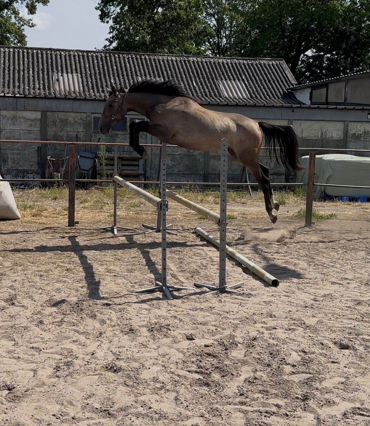 Veelbelovende 2-jarige merrie – Mindset ES x Indorado, Dieren en Toebehoren, Paarden, Merrie, Springpaard