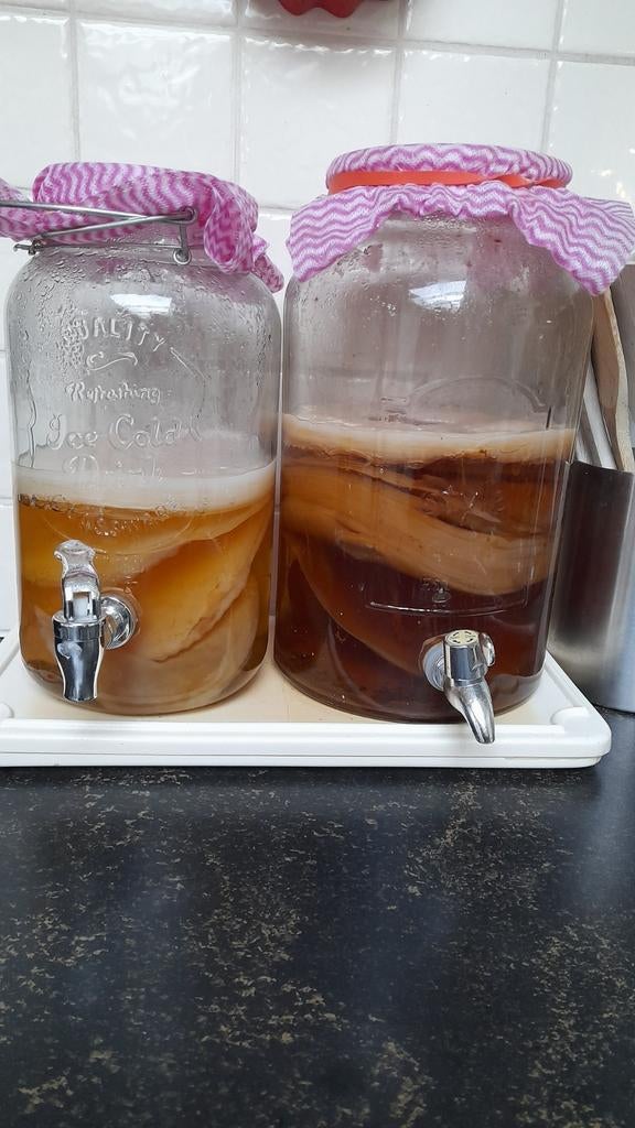 Kombucha scoby, Diversen, Levensmiddelen, Ophalen