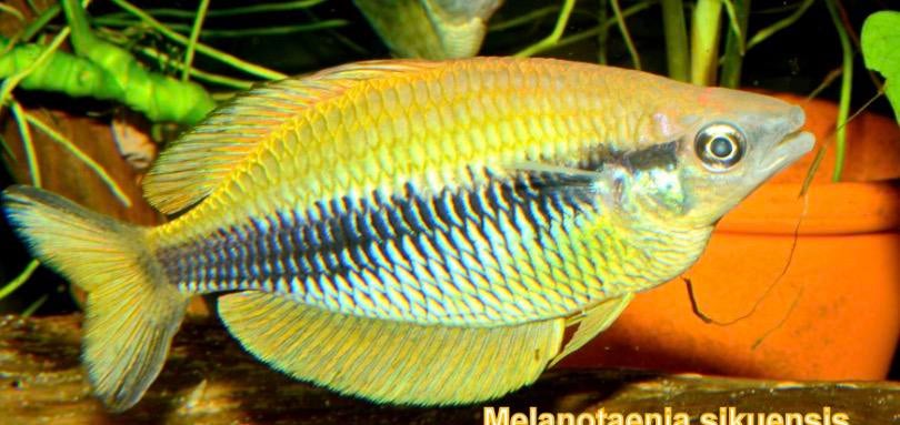 Nieuw ! Chilatherina sikuensis sp’ Isim, Vis, Zoetwatervis, Schoolvis