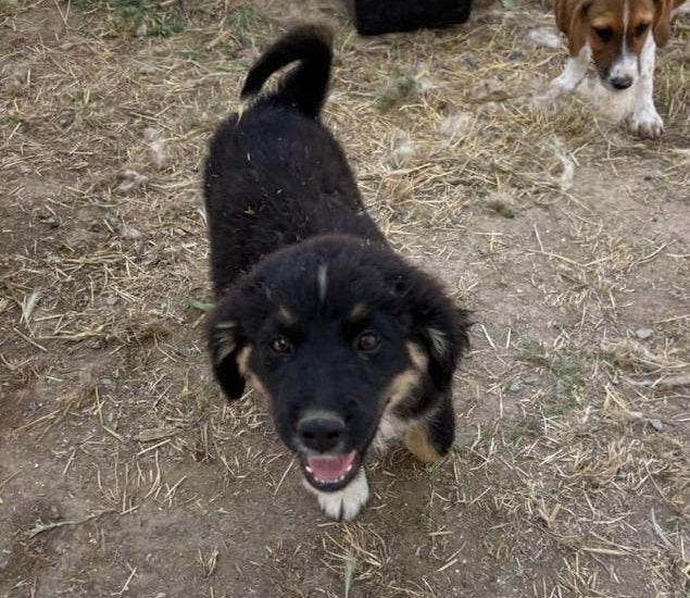 Tony – een vrolijke jongen op zoek naar zijn thuis, Dieren en Toebehoren, Honden | Niet-rashonden, Particulier, 15 weken tot 1 jaar