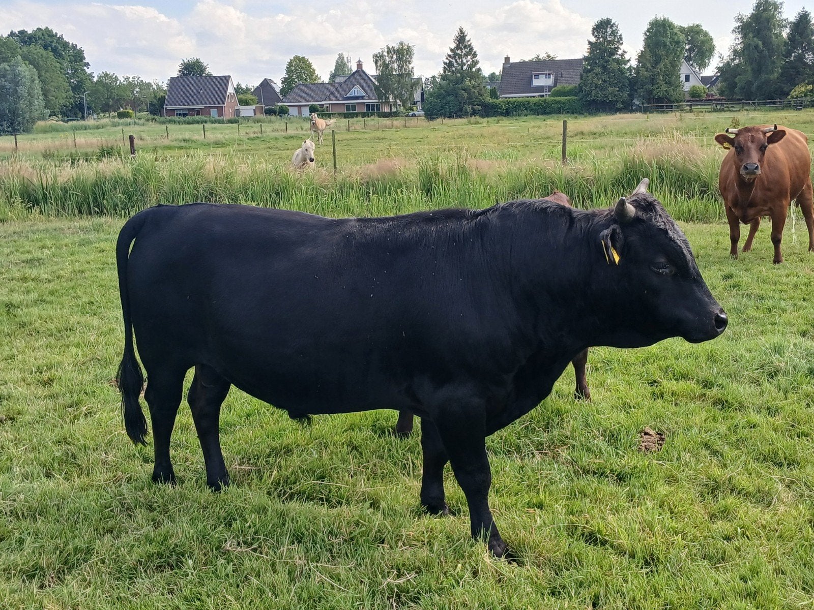 Dexter stier, Dieren en Toebehoren, Runderen, Meerdere dieren