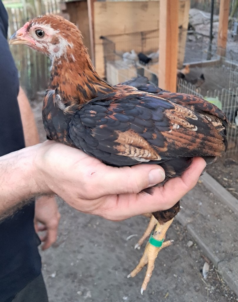 Araucana haantjes, Dieren en Toebehoren, Pluimvee, Mannelijk, Kip