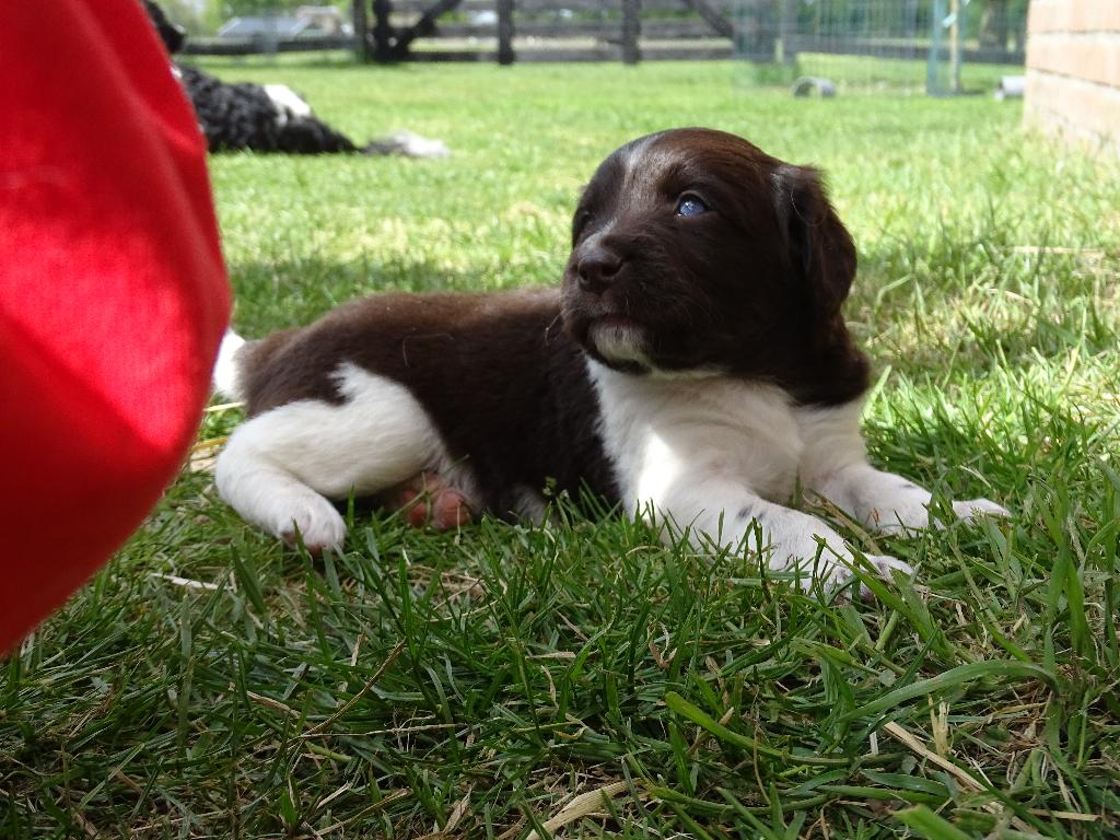 friese stabij Pups, Dieren en Toebehoren, Overige rassen, 8 tot 15 weken, CDV (hondenziekte), Meerdere