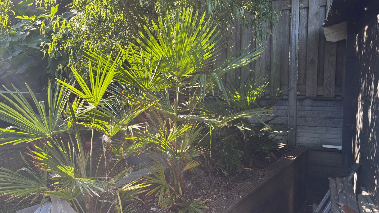 Trachycarpus Fortunei (Hennep Palm), Volle zon, Vaste plant, Bloeit niet, Ophalen