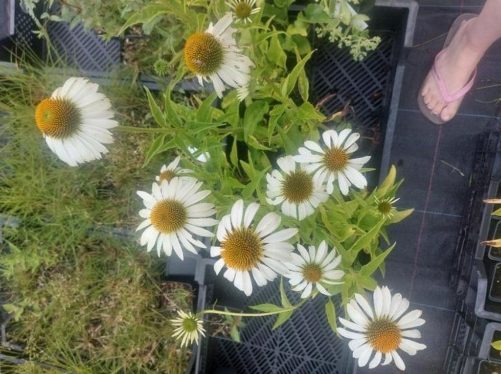 Echinacea purpurea 'alba' (zonnehoed), Volle zon, Vaste plant, Zomer, Ophalen
