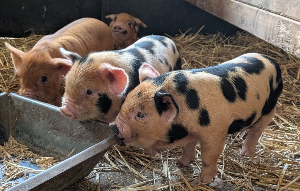 biggen Kune Kune stamboek, Dieren en Toebehoren, Schapen, Geiten en Varkens, Meerdere dieren, Varken, 0 tot 2 jaar