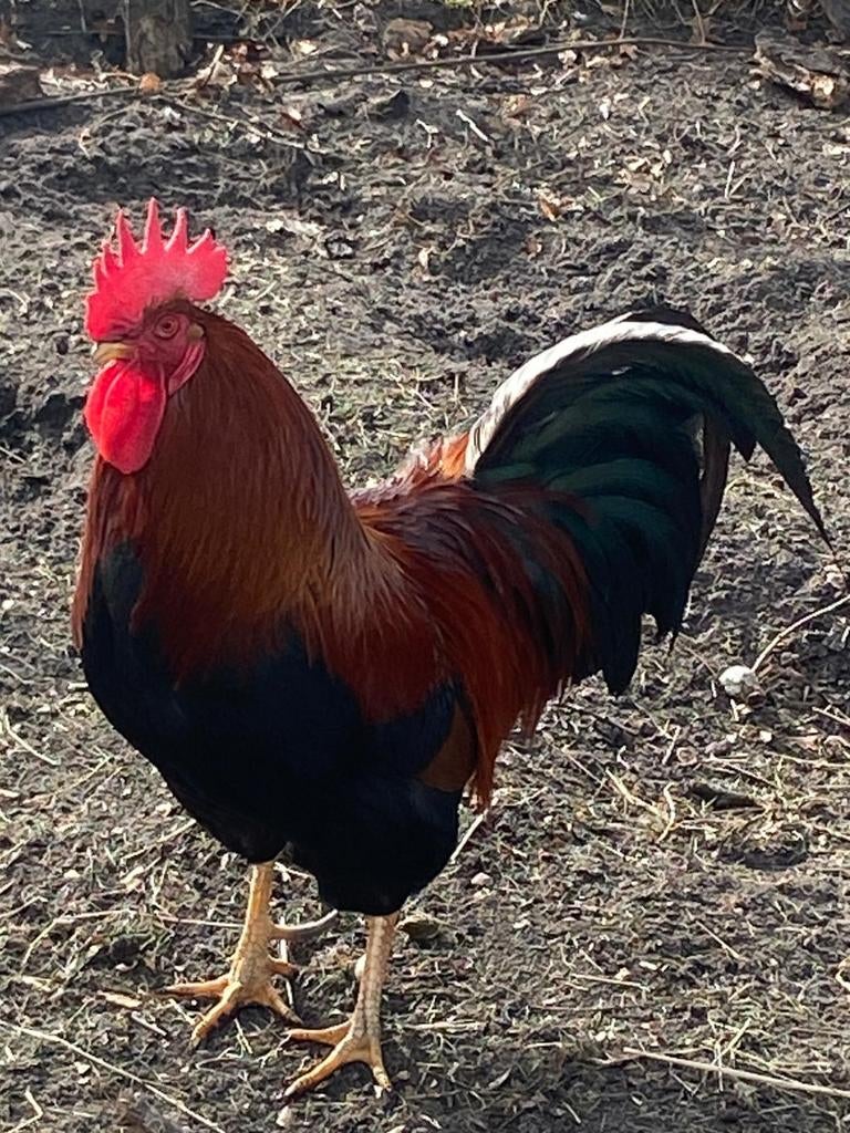 Te koop welsumer kippen, Dieren en Toebehoren, Pluimvee, Vrouwelijk, Kip