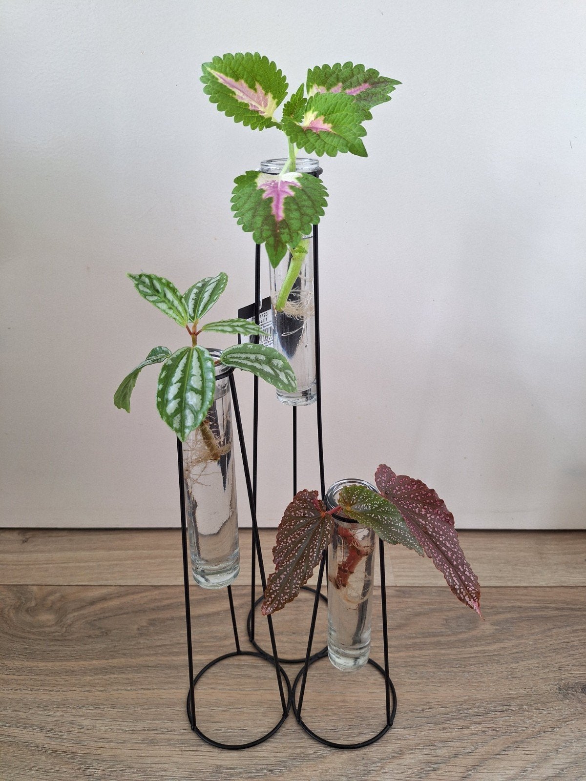 Stekjesvaas / stekjesrek met 3 gewortelde stekjes, Ophalen, Halfschaduw