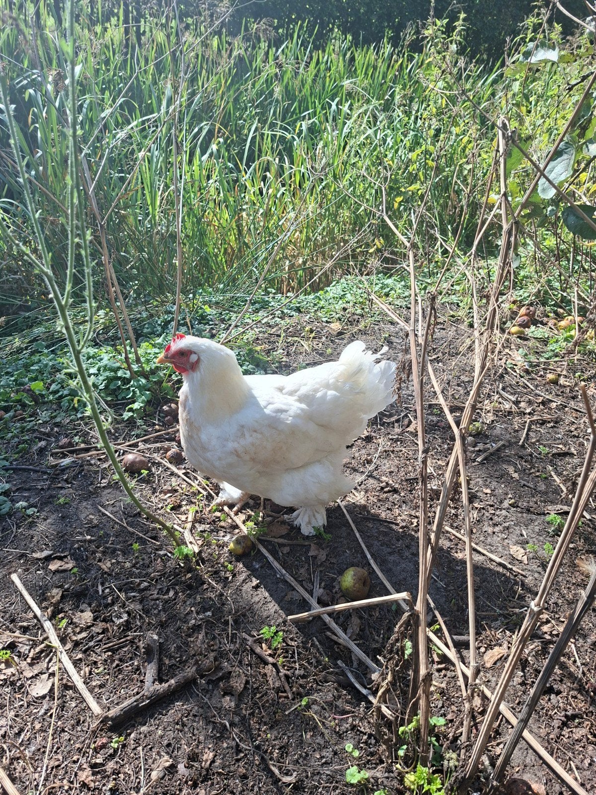 Raszuiveren Brahma hennen, Dieren en Toebehoren, Pluimvee, Vrouwelijk, Kip