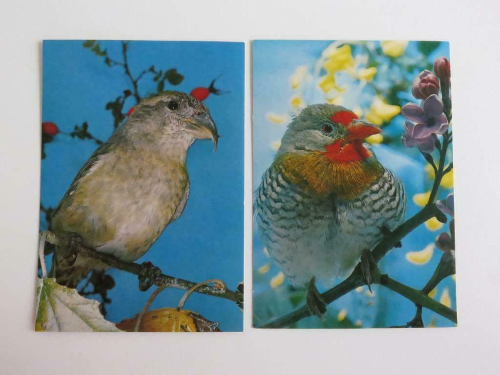 2 vintage ansichtkaarten met vogels, Ophalen of Verzenden, 1960 tot 1980, Ongelopen, Vogel