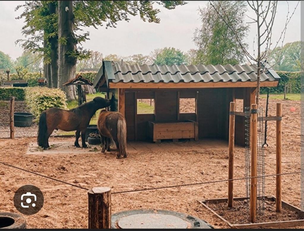 Gezocht paddock paradise Amsterdam, Dieren en Toebehoren, 1 paard of pony