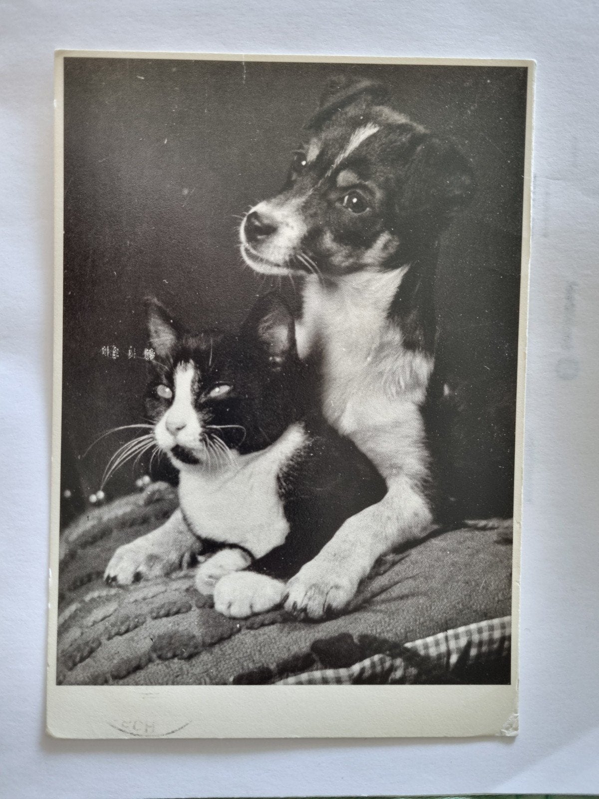 Oude ansichtkaart: Hondje met poes, Verzamelen, Ophalen of Verzenden, 1980 tot heden, Gelopen, Gelderland