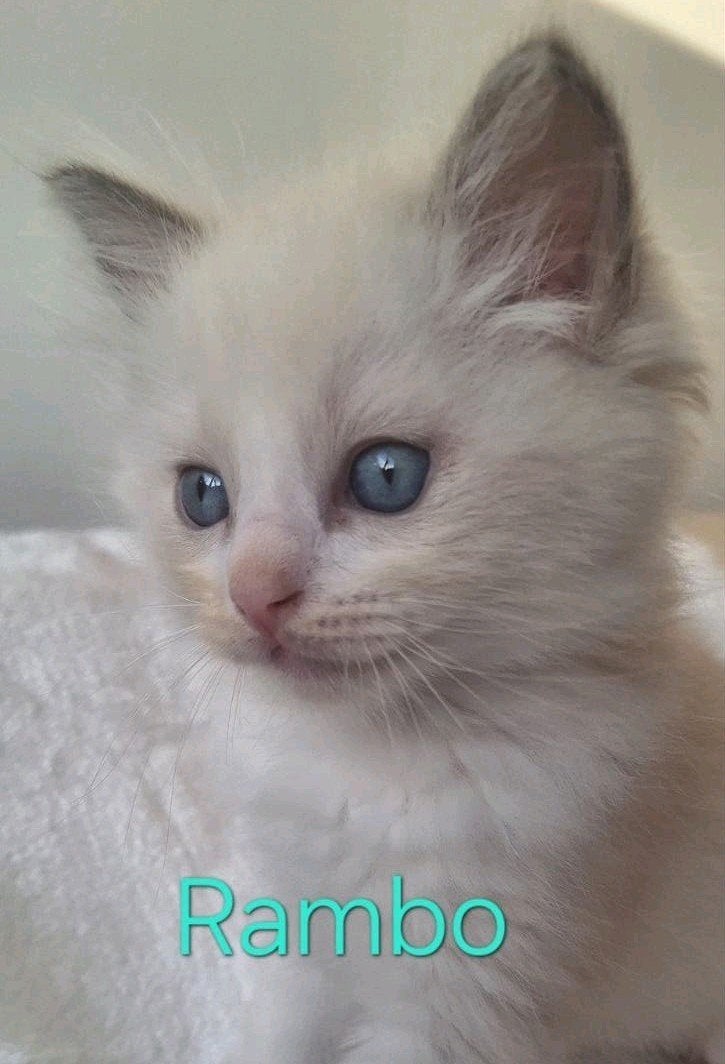 Prachtige Ragdoll kittens allemaal gereserveerd, Meerdere dieren, Langharig, 0 tot 2 jaar