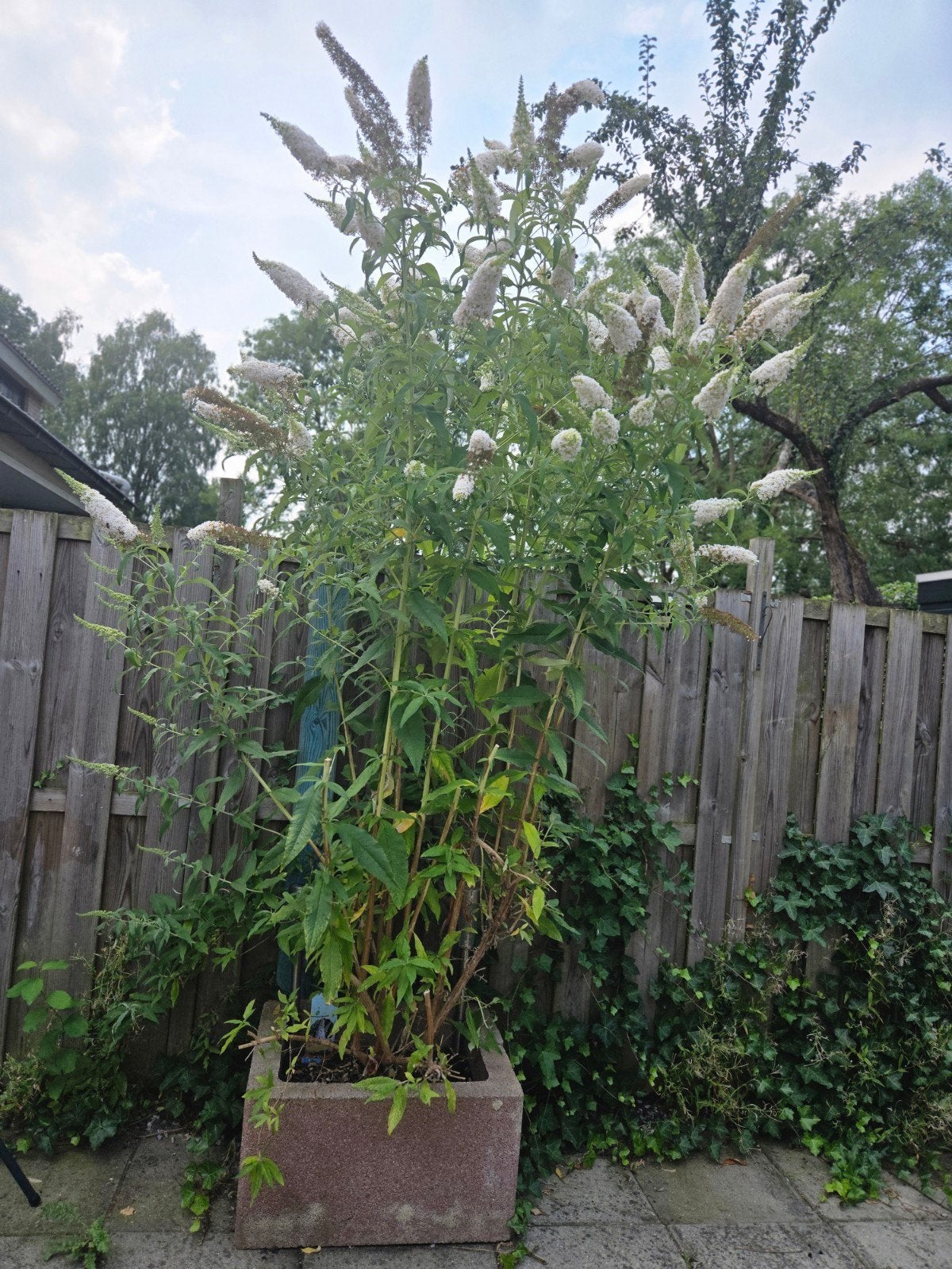 Vlinderstruik (2.5m) gratis af te halen inclusief pot, Tuin en Terras, Planten | Tuinplanten, Ophalen, Overige soorten, Volle zon