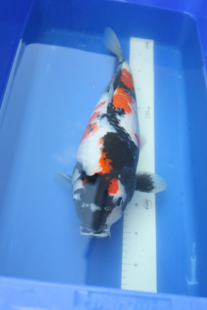 Showa koi met Potentieel, Karper of Koi