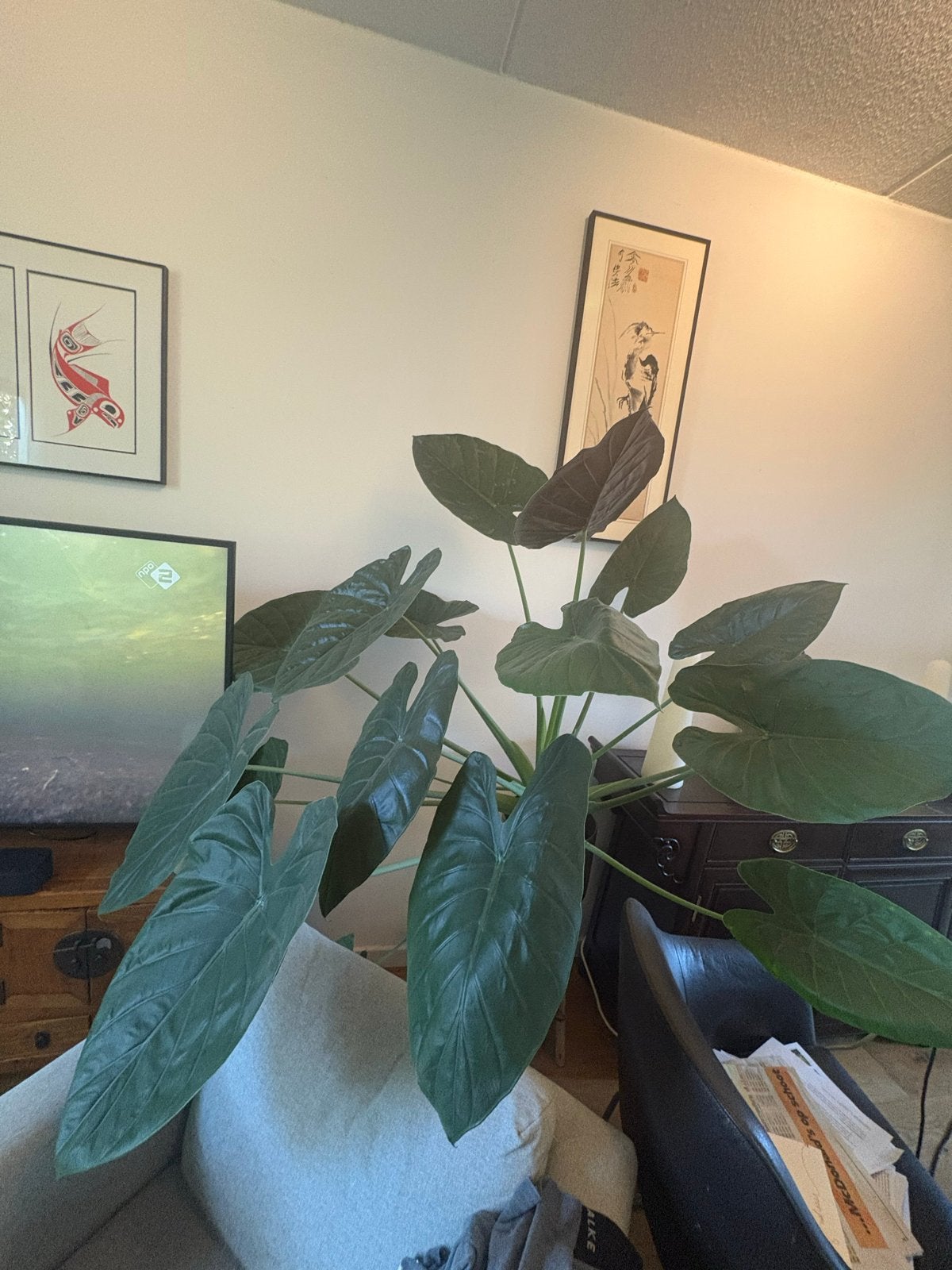 Grote Olifantsoor plant (Alocasia) inclusief pot, Huis en Inrichting, Ophalen, Overige soorten, Halfschaduw, In pot
