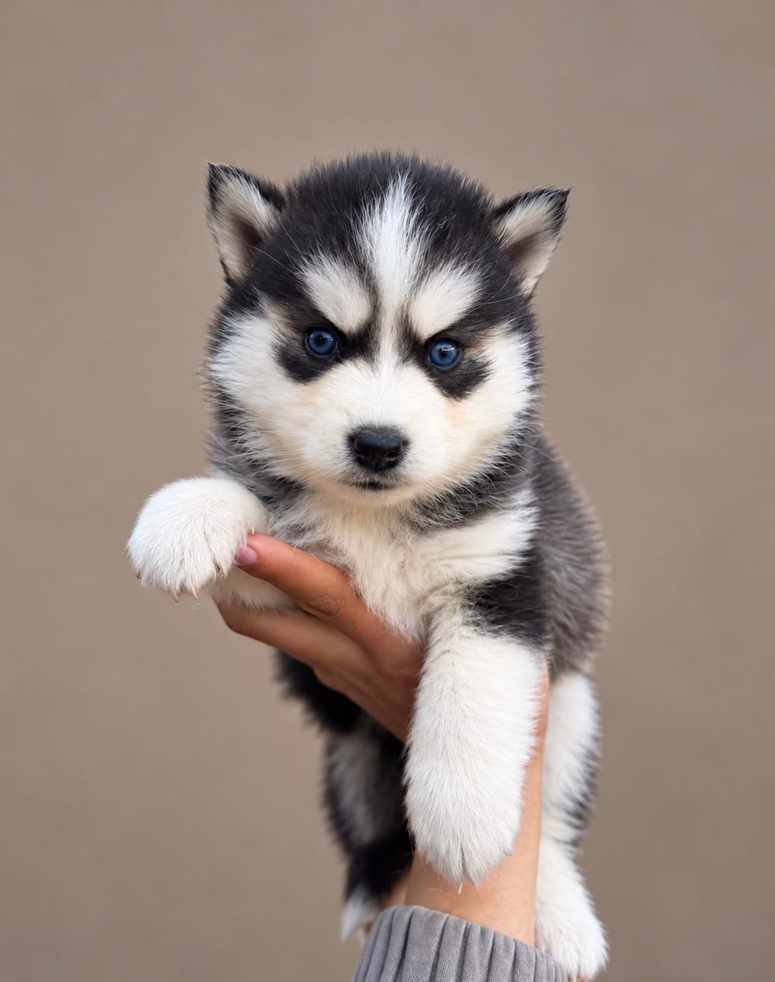 Prachtige pomsky pups mogen bijna verhuizen, 8 tot 15 weken, Poolhond, Meerdere, Meerdere dieren