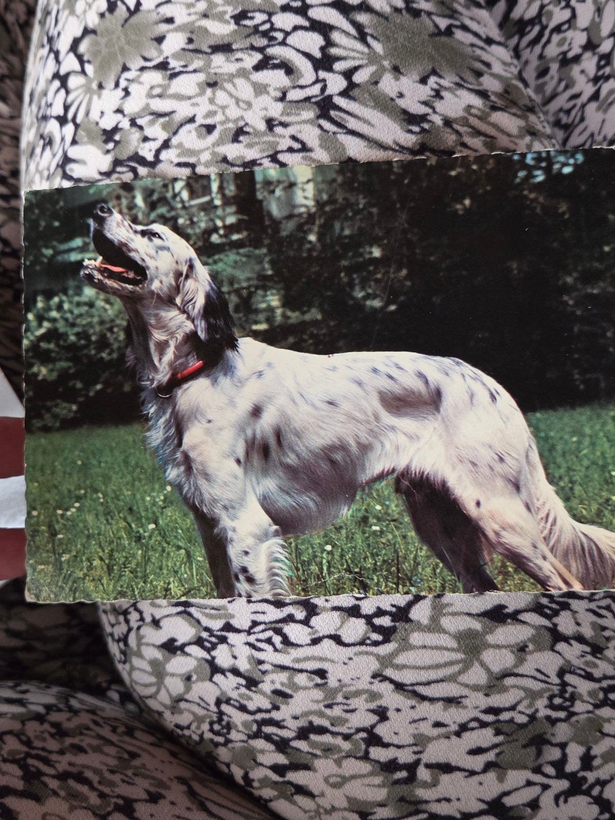 Vintage Ansichtkaart: Engelse Setter in het Gras, Verzamelen, Ophalen of Verzenden, 1960 tot 1980, Ongelopen, Hond of Kat