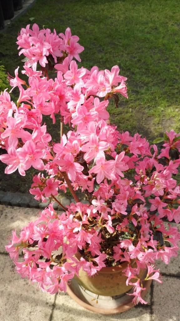 Satsuki Azalea in Terracotta pot., Halfschaduw, Overige soorten, Lente, Minder dan 100 cm