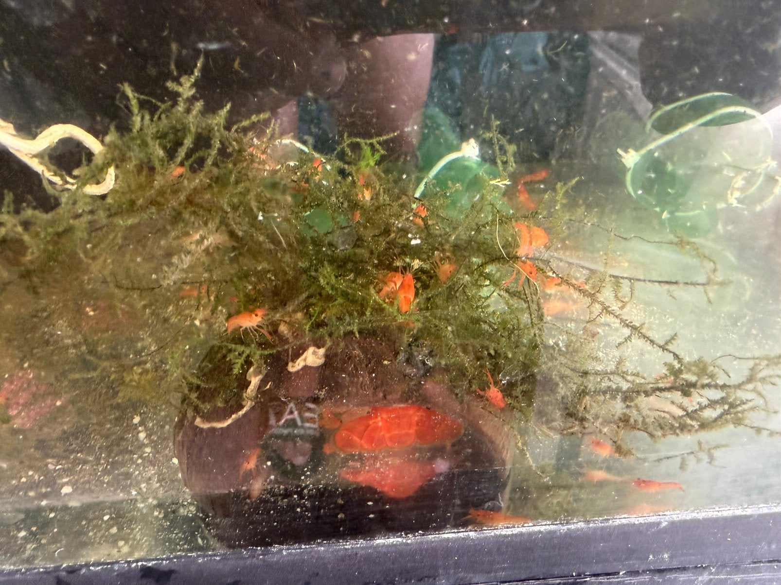 Kreeft cherax lorentzi, Vis