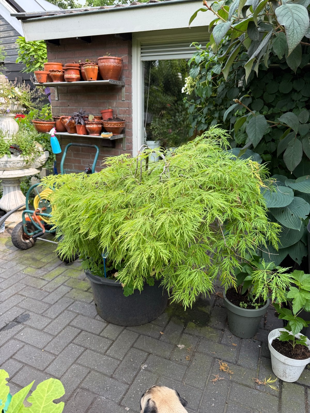 Prachtige Japanse esdoorns (150-250 cm) in pot, Vaste plant, Bloeit niet, Halfschaduw, Ophalen