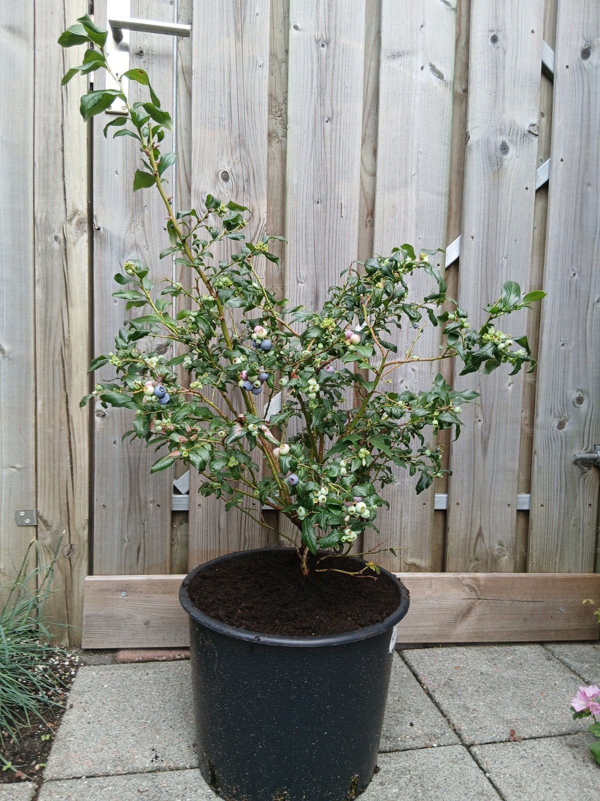 Blauwe bessenstruik compacte blauwe bes, Tuin en Terras, Ophalen, Vaste plant, Fruitplanten, Volle zon