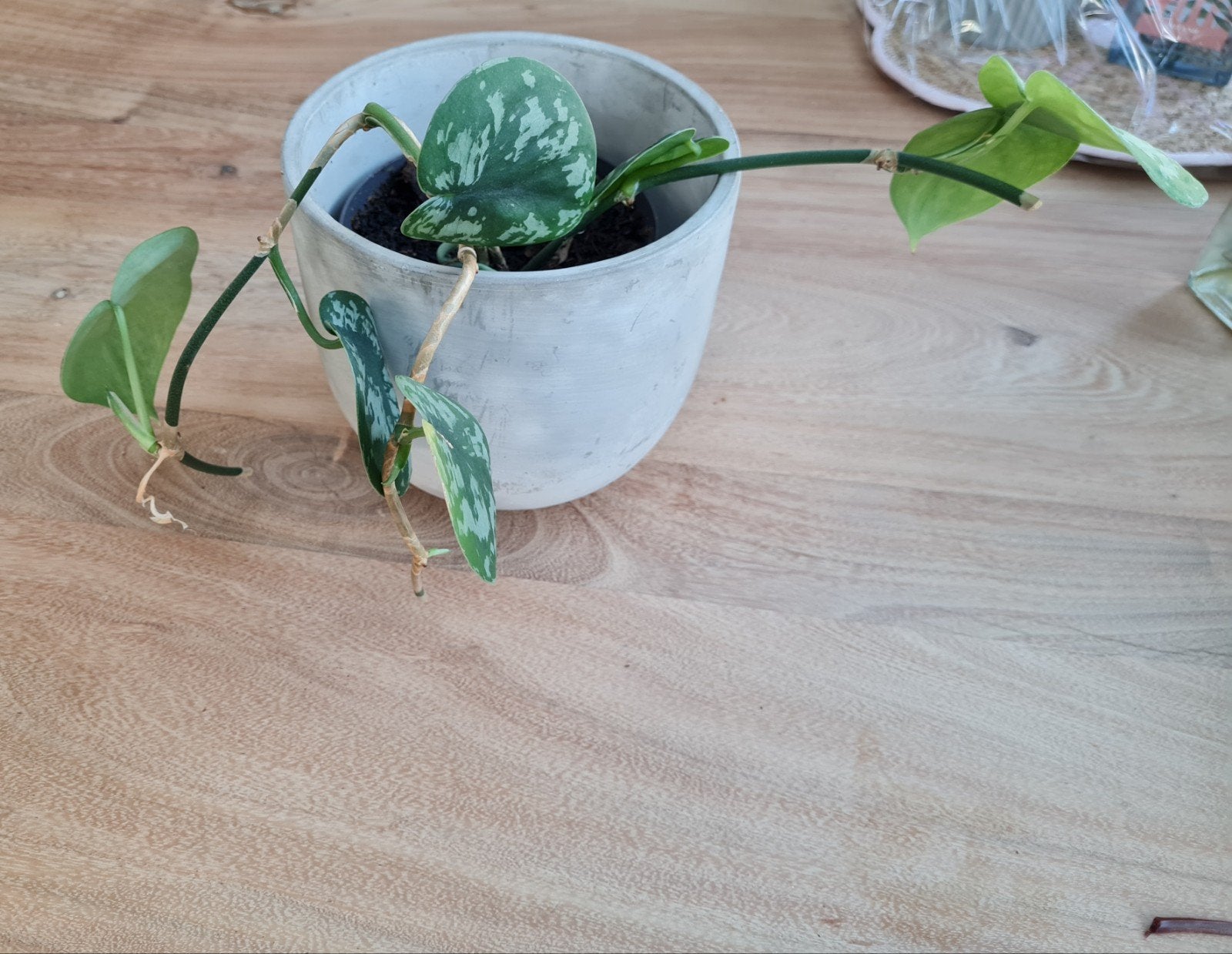scindapsus kamerplant, Ophalen of Verzenden, Halfschaduw, Minder dan 100 cm