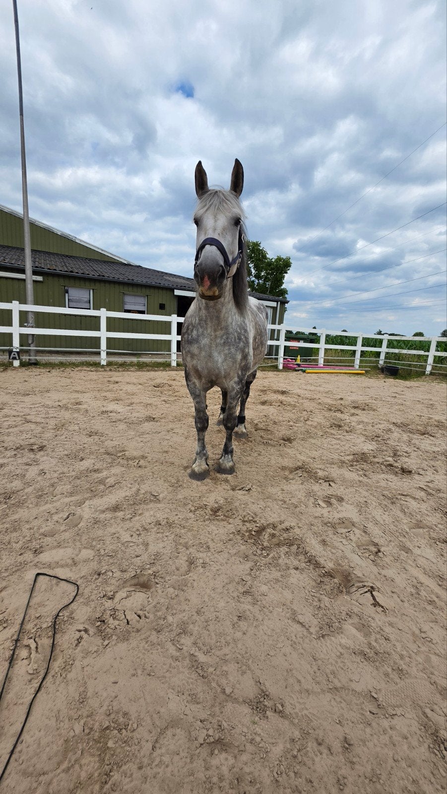 gezocht stalling voor Isabeau, omgeving Eindhoven, Waalre of, Weidegang, 1 paard of pony