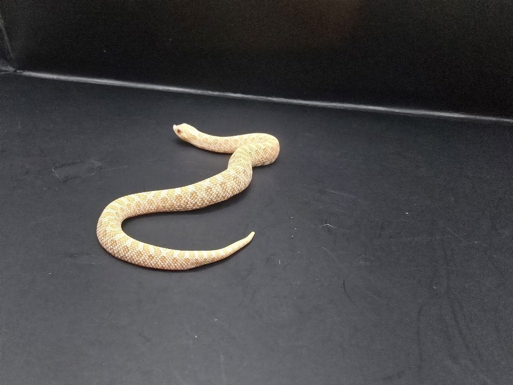 heterodon nasicus (haakneus) Hognose Snake photo 2