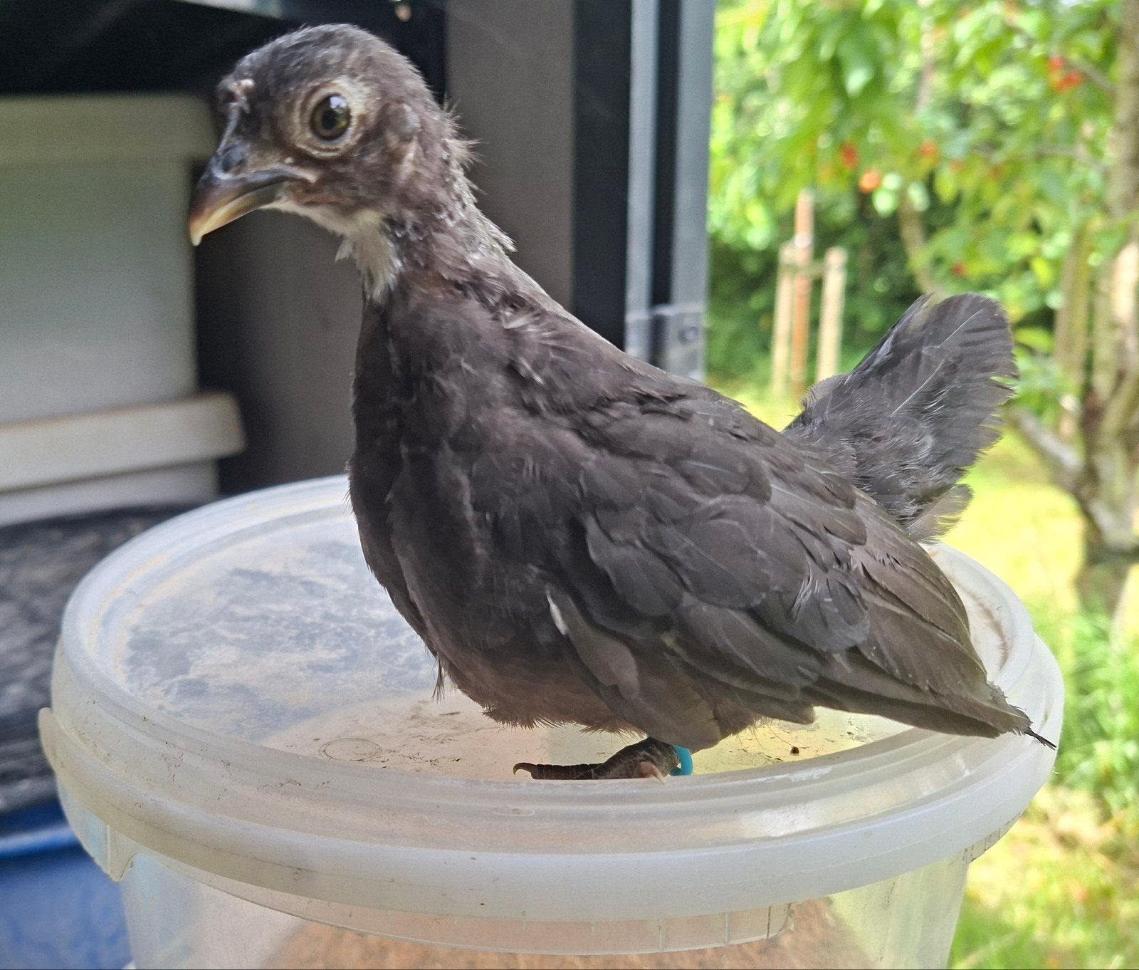 Serama hennen, Dieren en Toebehoren, Meerdere dieren, Kip