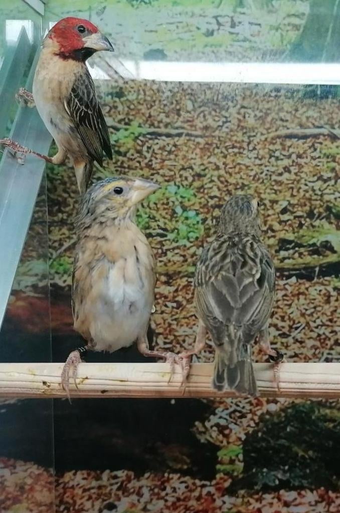Roodkopwevers diverse koppels., Dieren en Toebehoren, Vogels | Overige Vogels, Meerdere dieren
