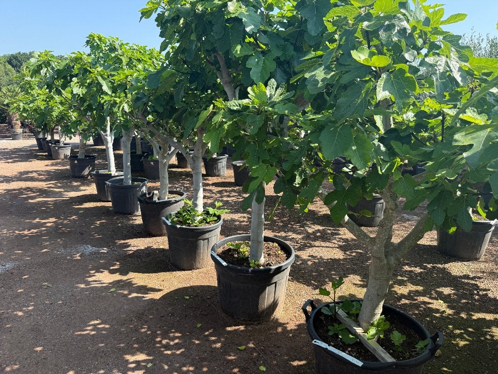 Vijgenboom / Vijgenbomen met 30/40 cm stamomtrek te koop!!!, 100 tot 250 cm, Zomer, Volle zon, In pot