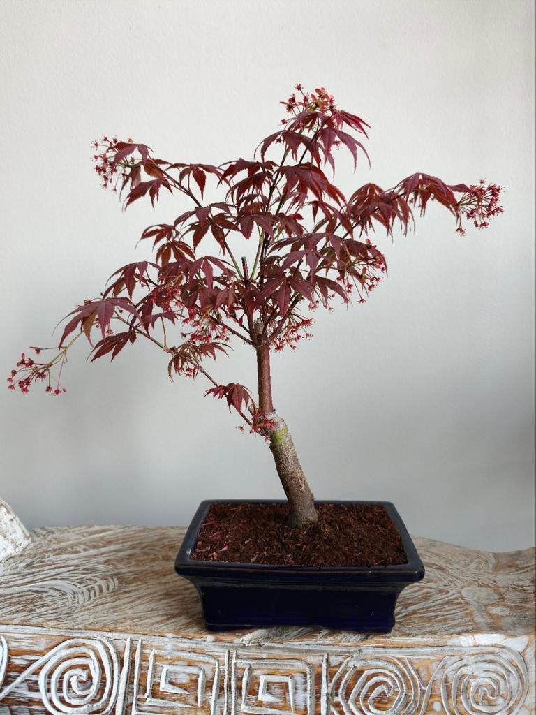 Acer Japanse Esdoorn Atropurpureum Bonsai, Bloeit niet, Halfschaduw, Minder dan 100 cm, Overige soorten