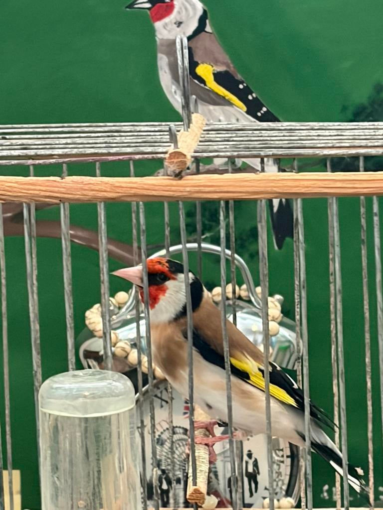 Putter majoor man, Mannelijk, Wildzangvogel