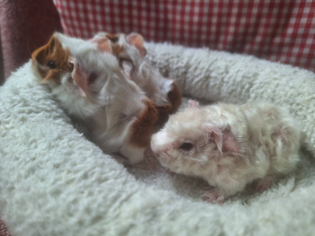 Cavia's, Dieren en Toebehoren, Knaagdieren, Cavia, Vrouwelijk, Mei, Tam