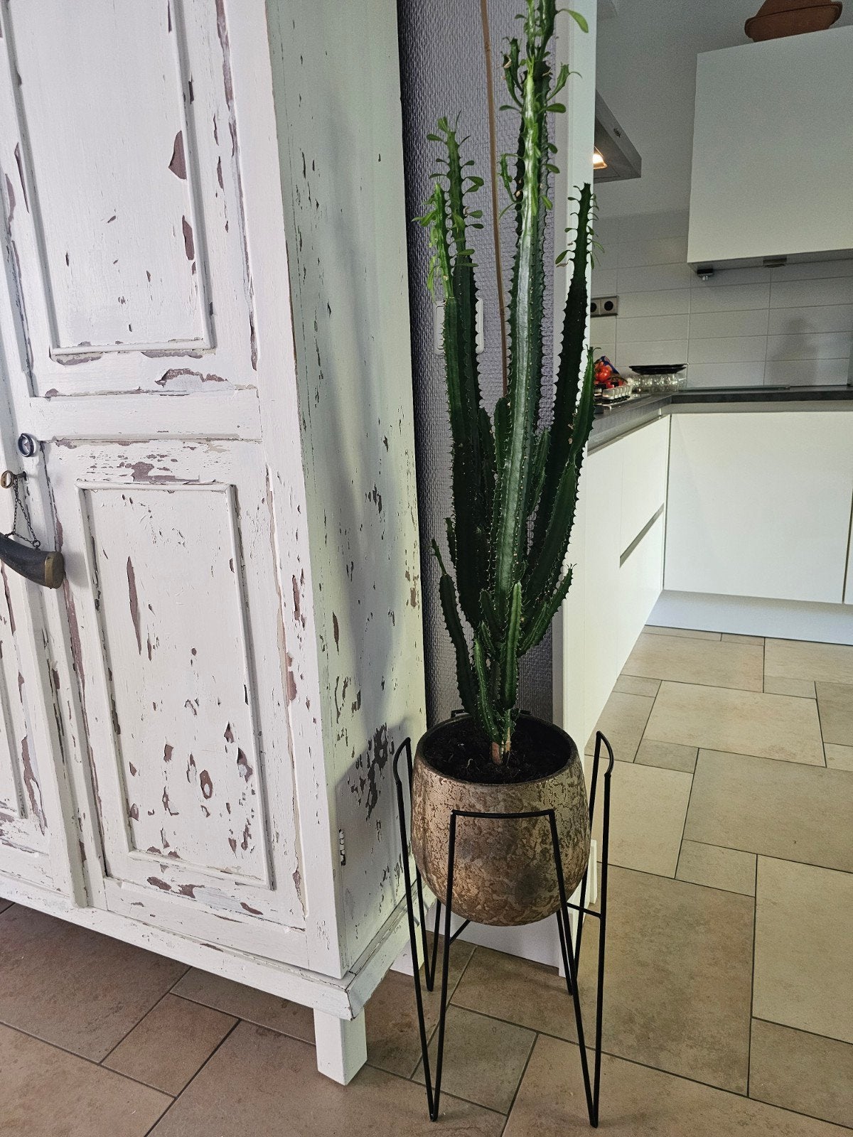 Grote cactus in pot op voet, Huis en Inrichting, Kamerplanten, Ophalen, In pot, Volle zon