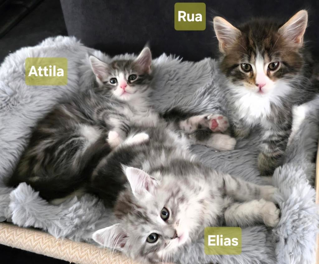 Maine Coon kitten katertjes met stamboom, ouders getest, Dieren en Toebehoren, Kater, Met stamboom, 0 tot 2 jaar