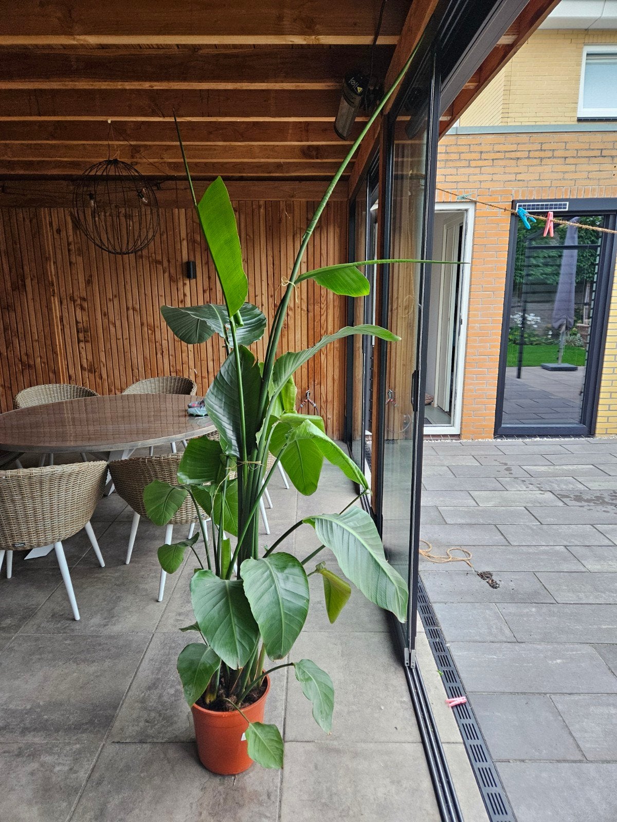 Grote Strelitzia Nicolai - Paradijsvogelplant, Huis en Inrichting, Ophalen, Overige soorten, Halfschaduw, In pot