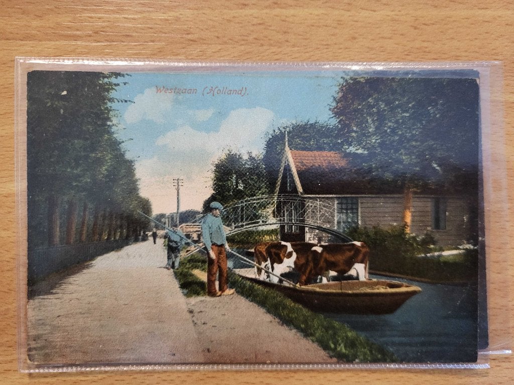 ansicht WESTZAAN Koeien RECLAME Blookers Cacao, Ophalen of Verzenden, Voor 1920, Noord-Holland