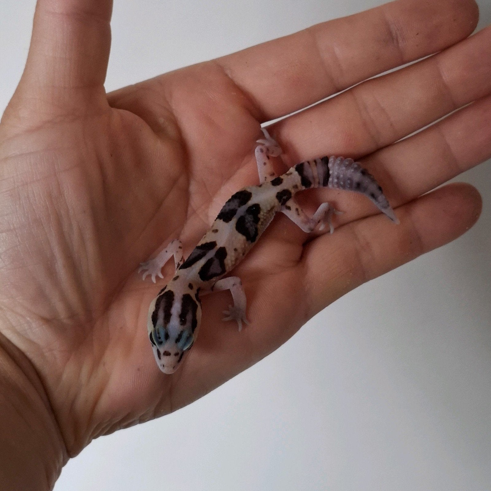 Vetstaartgekko