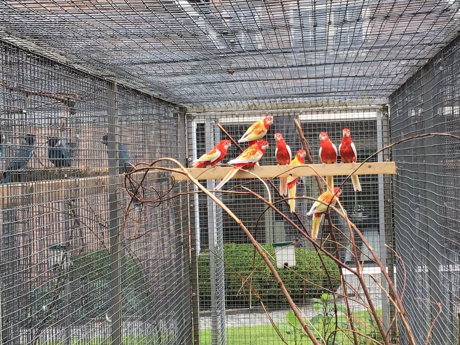 Rubino, Meerdere dieren, Parkiet, Geringd
