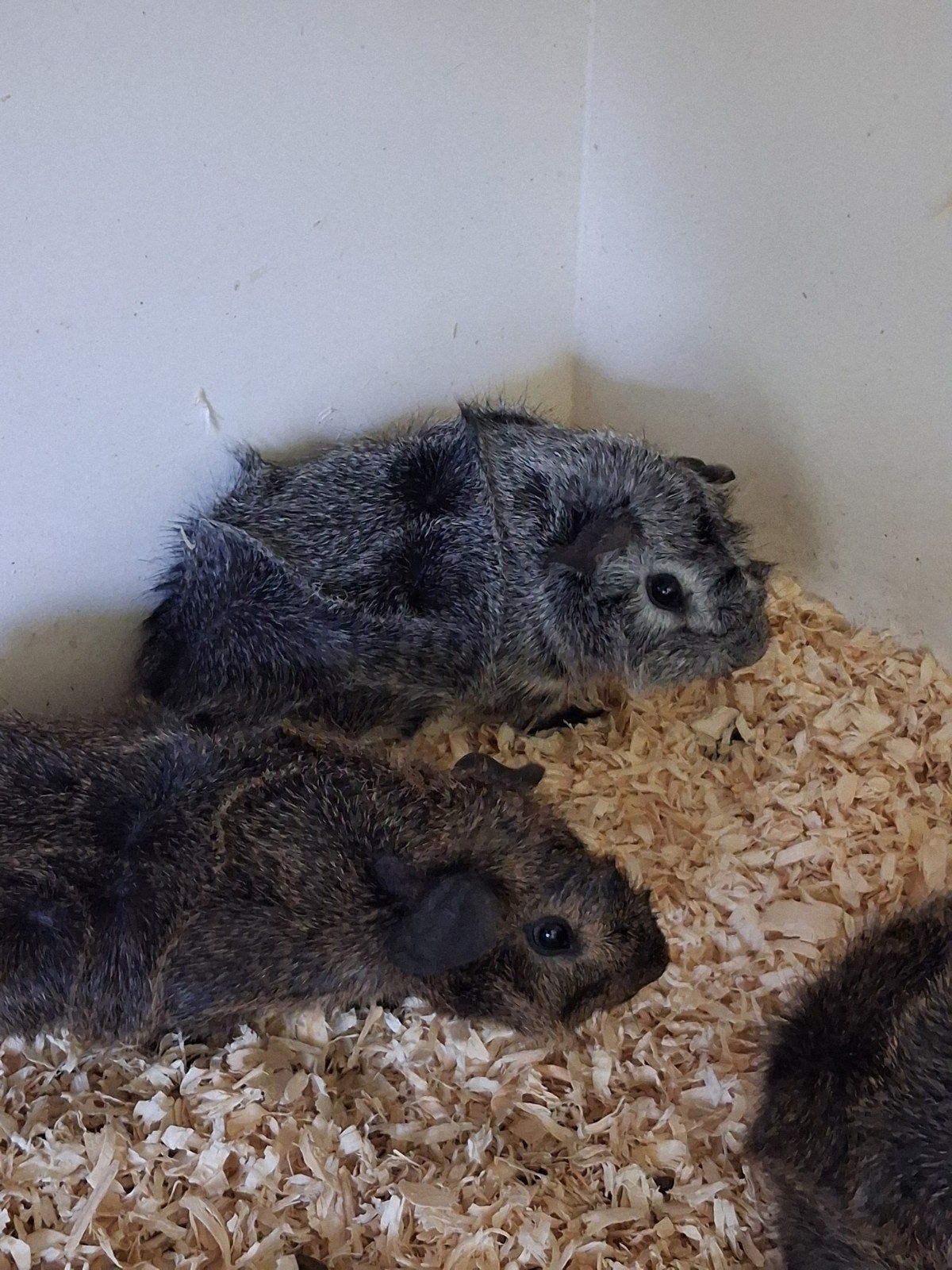 2 jonge vrienden, Dieren en Toebehoren, Knaagdieren, Mannelijk, Cavia, Maart, Tam