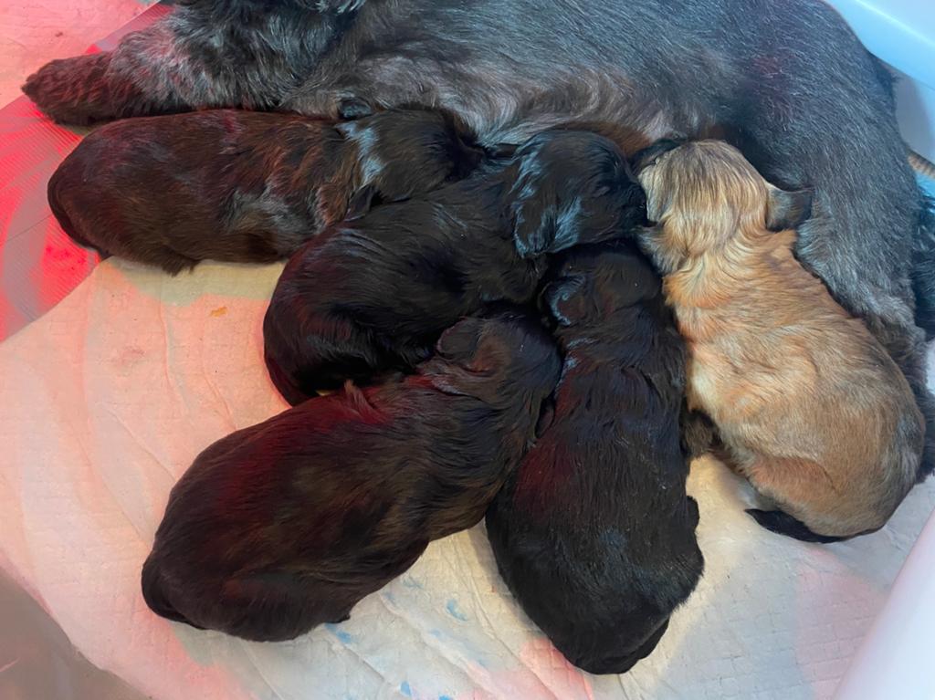 Shihpoo pups 4 teefjes en 1 reutje, Dieren en Toebehoren, Honden | Chihuahua's en Gezelschapshonden, Overige rassen, 8 tot 15 weken