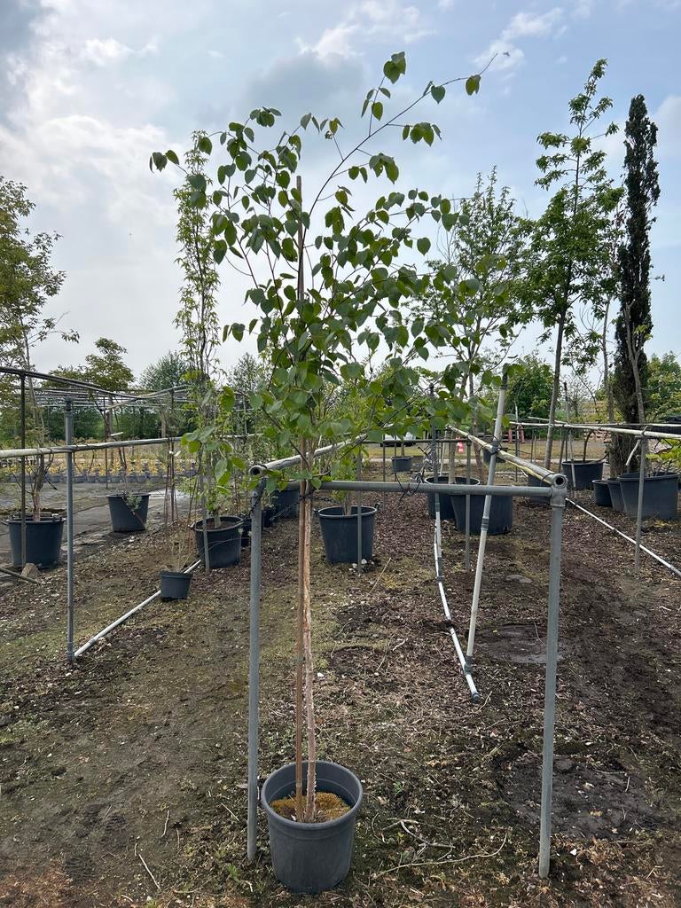 Betula utilis Doorenbos - Sierlijke Himalayaberk, Overige soorten, Lente, 250 tot 400 cm, Ophalen